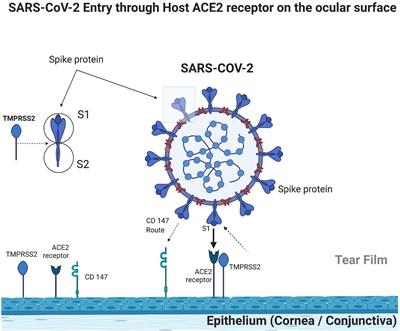 SARS-COV-2 and Ocular Surface: From Physiology to Pathology, a Route to Understand Transmission and Disease